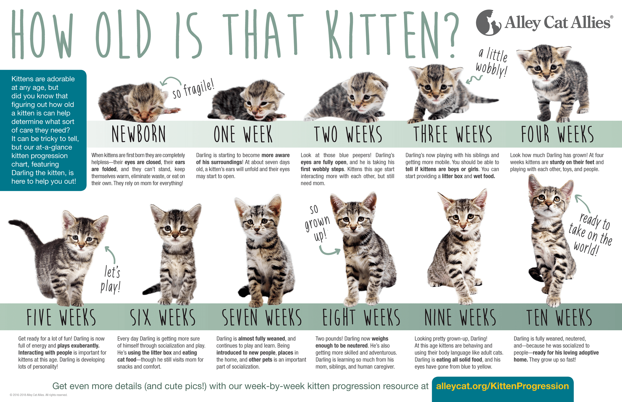 How old is that kitten? Kitten Progression At-A-Glance